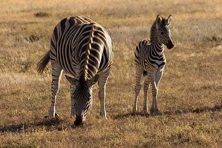 two zebra on brown grass field thumbnail
