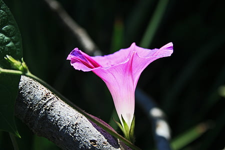 shallow focus photography of pink flower thumbnail