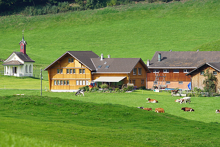 cows near houses surrounded grass thumbnail