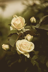 selective color photography of white rose flowers thumbnail