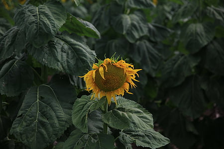 close-up photo of sunflower thumbnail