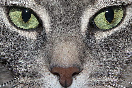 closeup photo of tabby cats face thumbnail