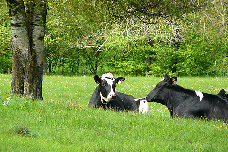 two black-and-white cows on grass field thumbnail