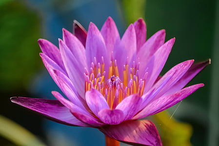purple flower thumbnail