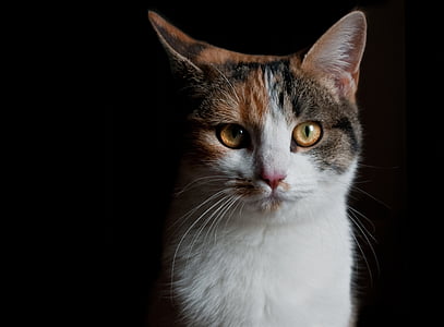 white, brown, and black cat thumbnail
