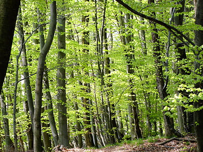 green leafed trees thumbnail