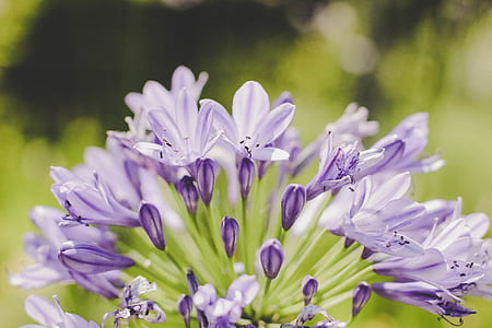 purple petaled flowers thumbnail