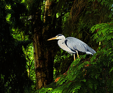 white and black crane on green grass thumbnail