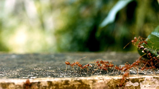 selective photography of fire ants on surface thumbnail