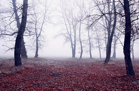 trees covered with mist thumbnail
