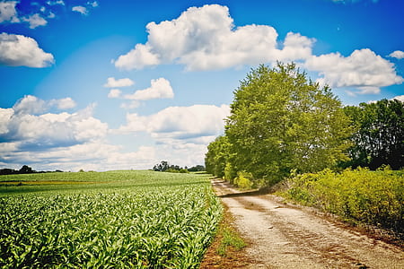green grass field and trees during daytime thumbnail