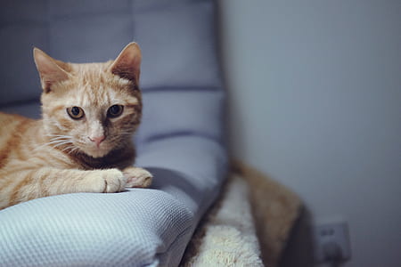 Brown and White Tabby Cat on Teal Textile thumbnail
