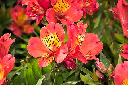 pink and yellow flowers shallow focus photography thumbnail