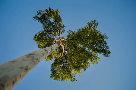 photography of tree thumbnail