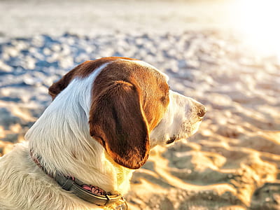 short-coated white and brown dog on seashore thumbnail