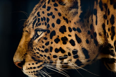 close-up photograph of cheetah thumbnail