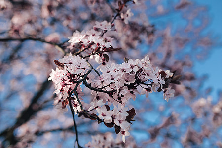 Pink spring flowers thumbnail