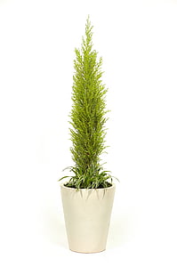 green plant on white pot thumbnail