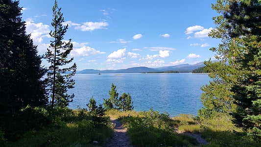 green leafed tree near body of water thumbnail