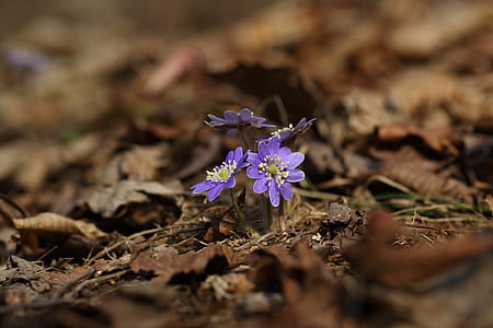 purple flowers in shallow focus photography thumbnail