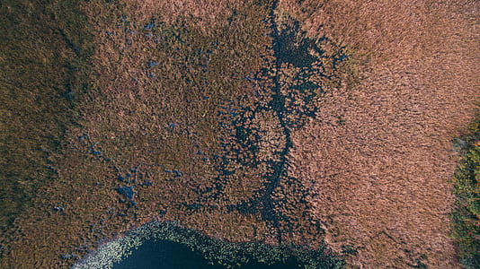 aerial photography of brown trees thumbnail