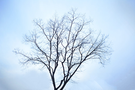 bare leaf tree thumbnail