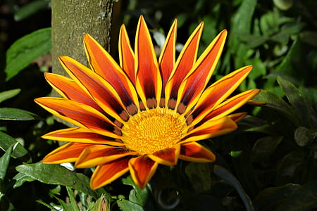 close-up photo of red and yellow gazania in bloom thumbnail