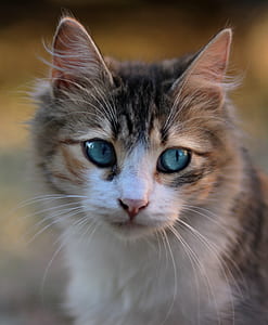 brown tabby cat thumbnail