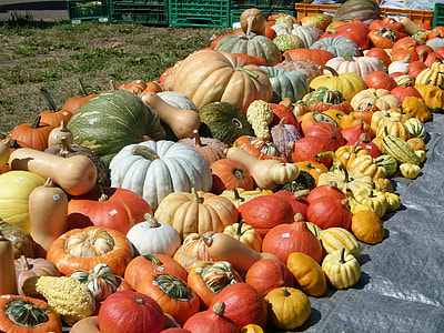 assorted-color squash lot thumbnail