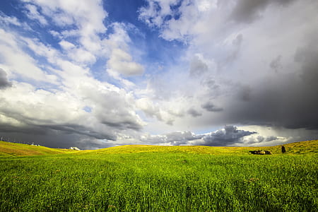 green grass field thumbnail