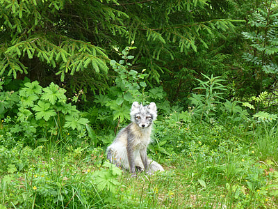 gray fox in forest thumbnail