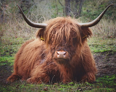 photo of brown yak on grass field thumbnail