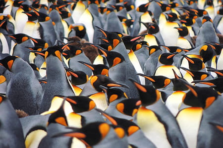 Penguins thumbnail
