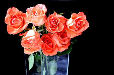 pink roses in glass vases thumbnail