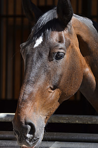 Horse, Main And State Stud Marbach thumbnail