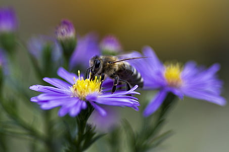 bee on purple Daisy flower thumbnail
