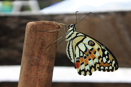 close-up photo of white, brown, and black butterfly perched on wood thumbnail