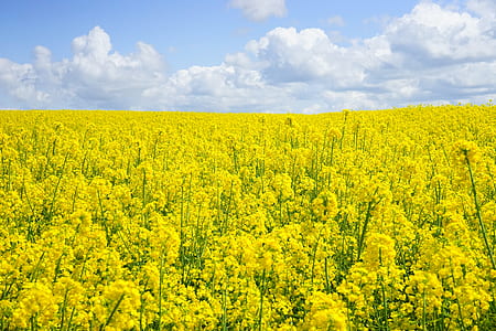 yellow petaled flower field under white clouds at daytime thumbnail