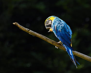 blue macaw perching on branch thumbnail