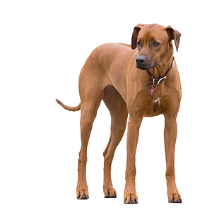 closeup photo of brown short-coated dog against white background thumbnail