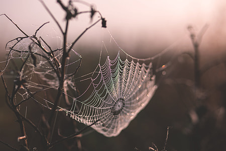 selective focus photography of spider web thumbnail