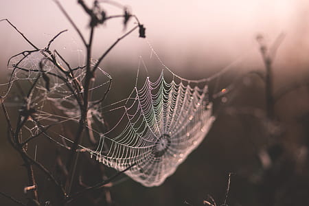 Shallow Focus of Spider Web thumbnail