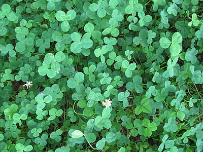 photo of green leaf plants thumbnail