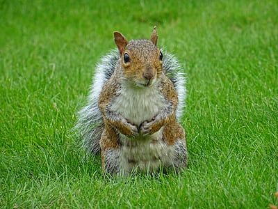 animal, cute, grass, lawn thumbnail