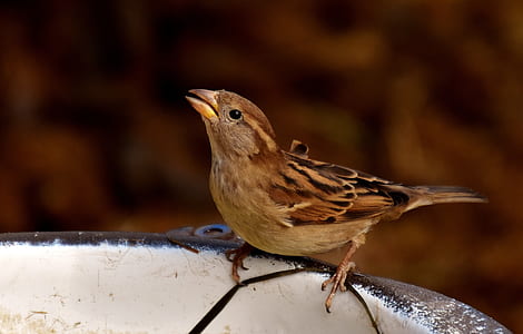 brown bird perching on rock thumbnail