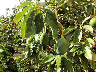 oblong green fruit on tree thumbnail
