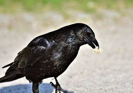 crow eating popcorn thumbnail