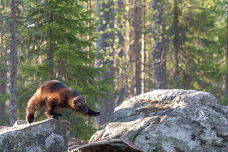 brown bear standing on boulder thumbnail