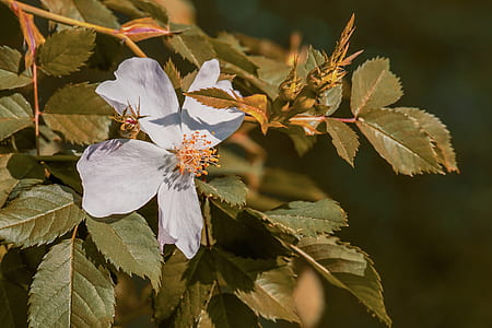 shallow focus photography of white flower thumbnail