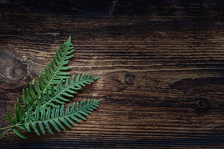 green leaf plant on brown wooden table top thumbnail